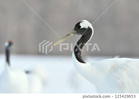 A beautiful wild bird representative of Japan that can be seen in Hokkaido, the pure white Japanese crane on a snowy winter field A beautiful wild bird representative of Japan that can be seen in Hokkaido, the pure white Japanese crane on a snowy winter field 125429053