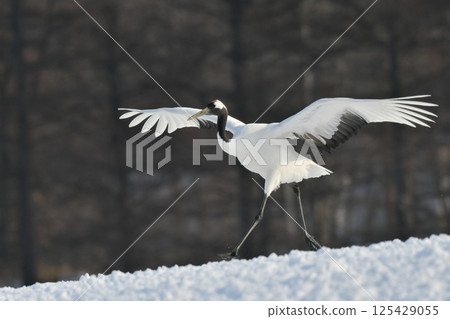 A beautiful wild bird representative of Japan that can be seen in Hokkaido, the pure white Japanese crane on a snowy winter field 125429055
