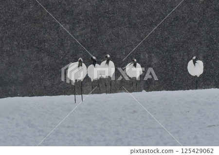 A beautiful wild bird representative of Japan that can be seen in Hokkaido, the pure white Japanese crane on a snowy winter field 125429062
