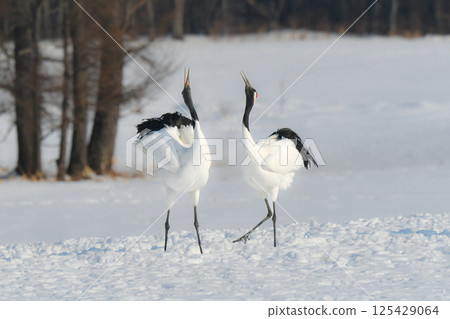 A beautiful wild bird representative of Japan that can be seen in Hokkaido, the pure white Japanese crane on a snowy winter field A beautiful wild bird representative of Japan that can be seen in Hokkaido, the pure white Japanese crane on a snowy winter field 125429064