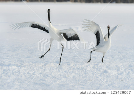A beautiful wild bird representative of Japan that can be seen in Hokkaido, the pure white Japanese crane on a snowy winter field 125429067