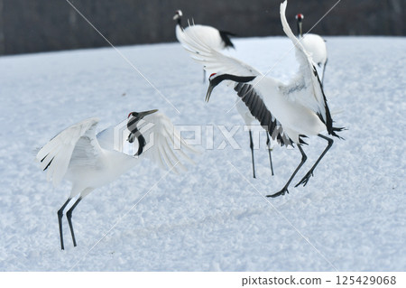 A beautiful wild bird representative of Japan that can be seen in Hokkaido, the pure white Japanese crane on a snowy winter field 125429068