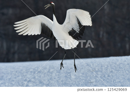 A beautiful wild bird representative of Japan that can be seen in Hokkaido, the pure white Japanese crane on a snowy winter field 125429069
