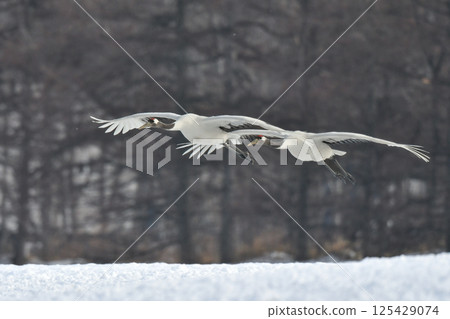 A beautiful wild bird representative of Japan that can be seen in Hokkaido, the pure white Japanese crane on a snowy winter field 125429074