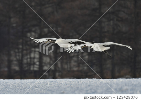 A beautiful wild bird representative of Japan that can be seen in Hokkaido, the pure white Japanese crane on a snowy winter field 125429076