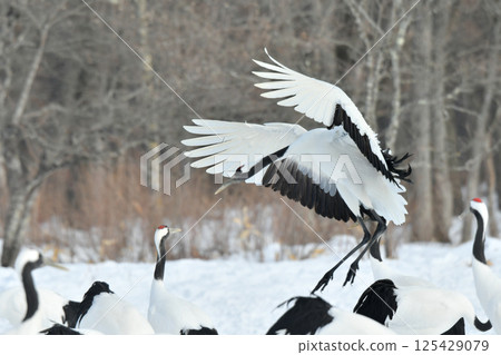A beautiful wild bird representative of Japan that can be seen in Hokkaido, the pure white Japanese crane on a snowy winter field 125429079