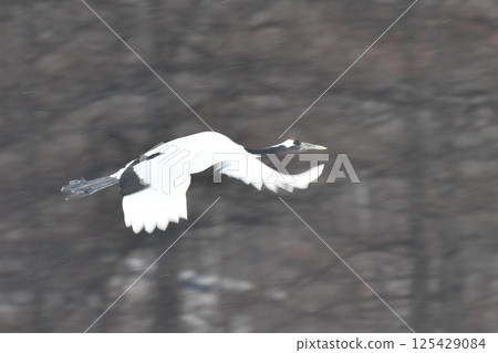 A beautiful wild bird representative of Japan that can be seen in Hokkaido, the pure white Japanese crane on a snowy winter field 125429084