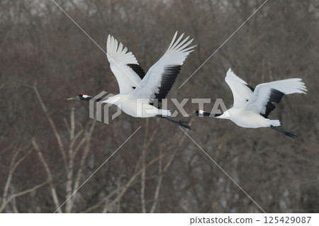 A beautiful wild bird representative of Japan that can be seen in Hokkaido, the pure white Japanese crane on a snowy winter field 125429087