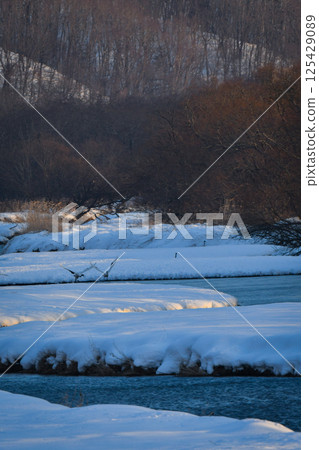 A beautiful wild bird representative of Japan that can be seen in Hokkaido, the pure white Japanese crane on a snowy winter field 125429089
