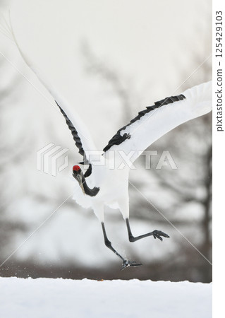 北海道是日本代表性的美麗野鳥，冬日雪原上的純白色丹頂鶴 125429103