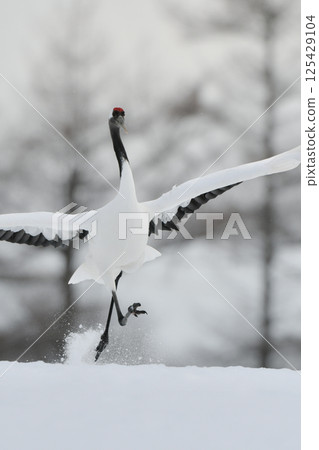北海道是日本代表性的美麗野鳥，冬日雪原上的純白色丹頂鶴 125429104