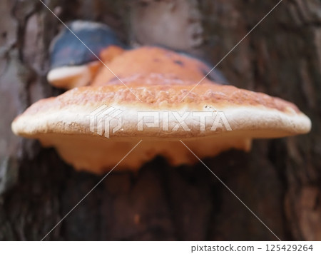 Side view of Polyporus nigricans (20250417054657) Side view of Polyporus nigricans (20250417054657) 125429264