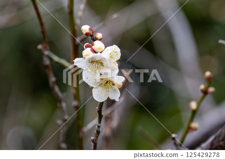 white plum blossom 125429278