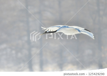 A beautiful wild bird representative of Japan that can be seen in Hokkaido, the pure white Japanese crane on a snowy winter field A beautiful wild bird representative of Japan that can be seen in Hokkaido, the pure white Japanese crane on a snowy winter field 125429290