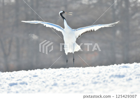 A beautiful wild bird representative of Japan that can be seen in Hokkaido, the pure white Japanese crane on a snowy winter field 125429307