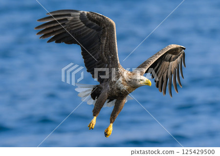 A large bird of prey that can be seen in winter in the Shiretoko Peninsula and Kushiro Marshlands of Hokkaido, the brave and cool king of the skies, the White-tailed Eagle A large bird of prey that can be seen in winter in the Shiretoko Peninsula and Kushiro Marshlands of Hokkaido, the brave and cool king of the skies, the White-tailed Eagle 125429500