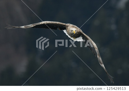 A large bird of prey that can be seen in winter in the Shiretoko Peninsula and Kushiro Marshlands of Hokkaido, the brave and cool king of the skies, the White-tailed Eagle 125429513