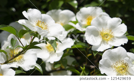 White wild roses in full bloom 125429659