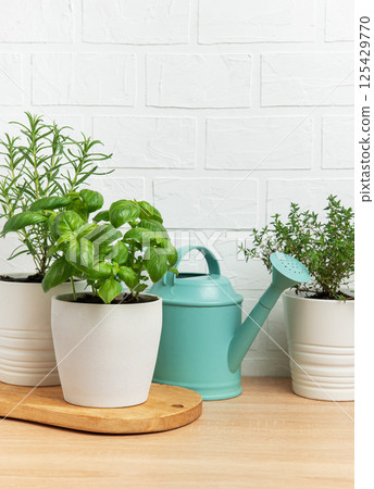 Aromatic herbs growing in pots with watering can on wooden table 125429770
