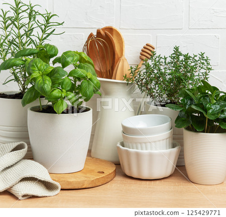 Fresh herbs growing in pots decorating modern kitchen countertop Fresh herbs growing in pots decorating modern kitchen countertop 125429771