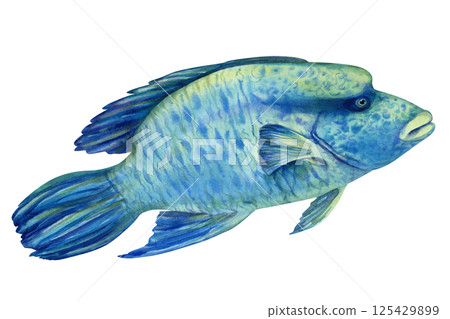 Big Red Sea tropical fish Napoleon, Humphead wrasse in realistic watercolor style isolated on white background for marine design, snorkeling, diving, education, books, arts, crafts, textiles. 125429899