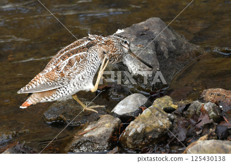 The Japanese Snipe is a ninja-like migratory bird that can be seen in mountain streams and brooks in winter. The Japanese Snipe is a ninja-like migratory bird that can be seen in mountain streams and brooks in winter. 125430138