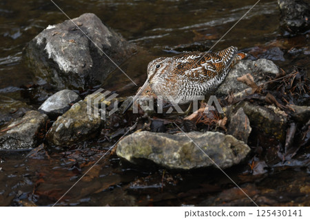 冬季山澗溪流中可見的忍者般的候鳥。 125430141