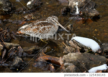 The Japanese Snipe is a ninja-like migratory bird that can be seen in mountain streams and brooks in winter. 125430143