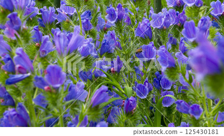 Early summer colors: Echium vulgare with its blue-purple flower spikes swaying in the wind Early summer colors: Echium vulgare with its blue-purple flower spikes swaying in the wind 125430181