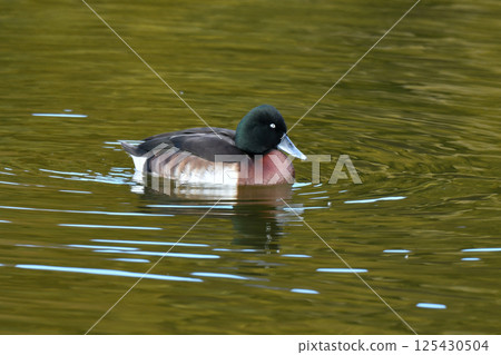 冬季在日本看到的一種稀有而美麗的遷徙鴨子，瀕臨滅絕的西伯利亞鴨 125430504