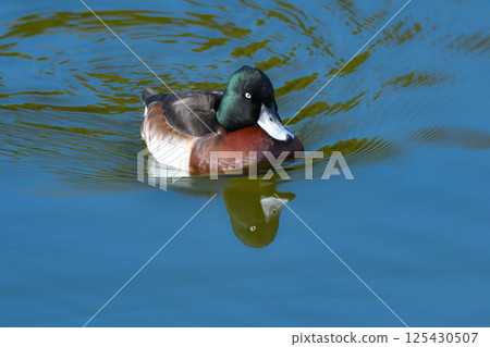A rare and beautiful migratory duck seen in Japan in winter, the endangered Siberian duck A rare and beautiful migratory duck seen in Japan in winter, the endangered Siberian duck 125430507
