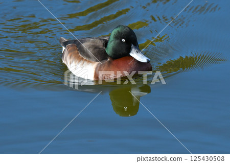 A rare and beautiful migratory duck seen in Japan in winter, the endangered Siberian duck 125430508