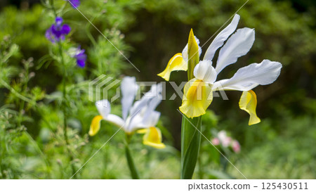 Beautiful irises blooming in the early summer light, with a contrast of white and yellow Beautiful irises blooming in the early summer light, with a contrast of white and yellow 125430511