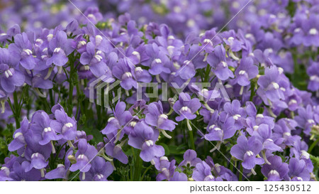 A gentle purple carpet decorating the spring garden: Nemesia in full bloom A gentle purple carpet decorating the spring garden: Nemesia in full bloom 125430512