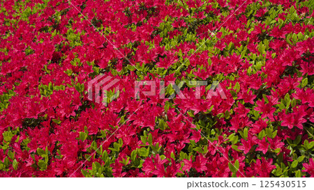 Azalea flowers blooming all over the place Azalea flowers blooming all over the place 125430515
