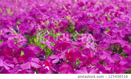 A carpet of spring: Moss phlox spreads in vibrant pink A carpet of spring: Moss phlox spreads in vibrant pink 125430516