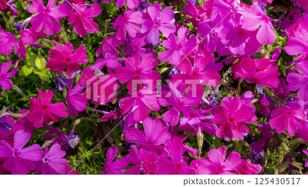 A carpet of spring: Moss phlox spreads in vibrant pink A carpet of spring: Moss phlox spreads in vibrant pink 125430517
