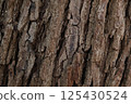 Zelkova (keyaki) bark at Meiji Shrine 125430524