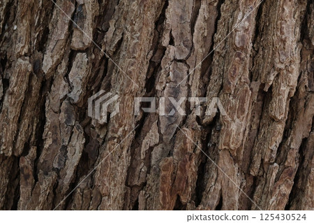 Zelkova (keyaki) bark at Meiji Shrine Zelkova (keyaki) bark at Meiji Shrine 125430524