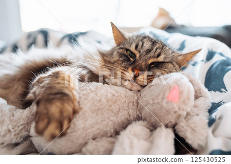 sleeping fluffy cute gray cat hugging a plush toy bunny 125430525