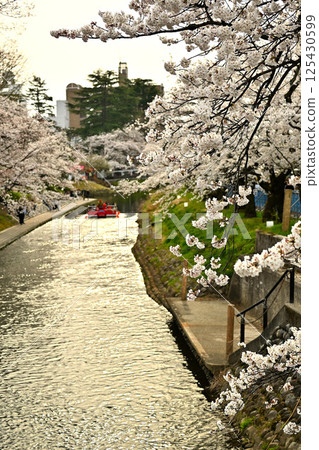 Cherry blossoms and sightseeing boats along the Matsukawa River in Toyama City Cherry blossoms and sightseeing boats along the Matsukawa River in Toyama City 125430599