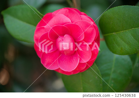 Red flowers of the camellia 125430638