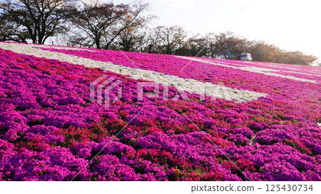 The hill where the moss pinks are in full bloom is the Shin-Arakawa Ohashi Green Space 125430734