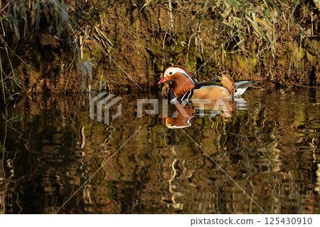 A beautiful Japanese wild bird that can be seen in parks and rivers in winter: the mandarin duck, with its brilliant orange feathers A beautiful Japanese wild bird that can be seen in parks and rivers in winter: the mandarin duck, with its brilliant orange feathers 125430910