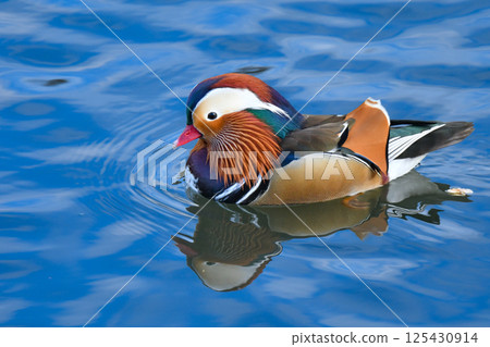 冬天在公園和河流中可以看到的日本美麗的野鳥：鴛鴦，有著鮮豔的橙色羽毛 125430914