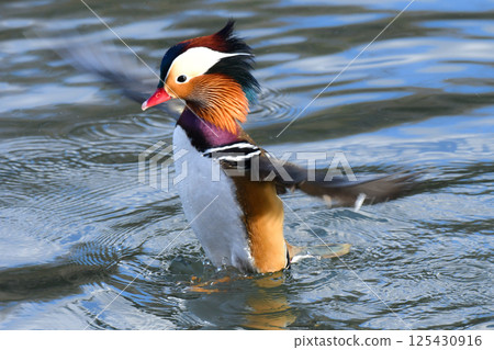 A beautiful Japanese wild bird that can be seen in parks and rivers in winter: the mandarin duck, with its brilliant orange feathers A beautiful Japanese wild bird that can be seen in parks and rivers in winter: the mandarin duck, with its brilliant orange feathers 125430916