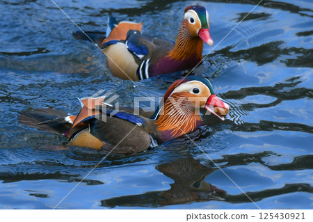 A beautiful Japanese wild bird that can be seen in parks and rivers in winter: the mandarin duck, with its brilliant orange feathers 125430921