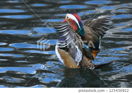 冬天在公園和河流中可以看到的日本美麗的野鳥：鴛鴦，有著鮮豔的橙色羽毛 125430922