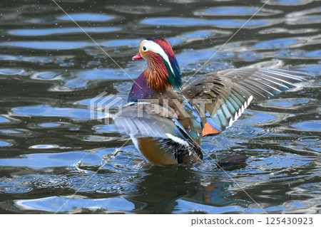 A beautiful Japanese wild bird that can be seen in parks and rivers in winter: the mandarin duck, with its brilliant orange feathers 125430923