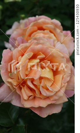 一排排大玫瑰,阿爾卑斯山日落,垂直 一排排大玫瑰,阿爾卑斯山日落,垂直 125430930